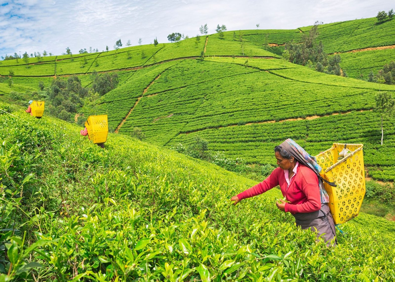 15979547-female-worker-at-tea-plantation-nuwara-eliya